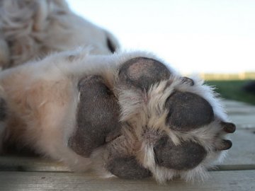 У Ковелі чотири дні не прибирають труп собаки. ФОТО 18+