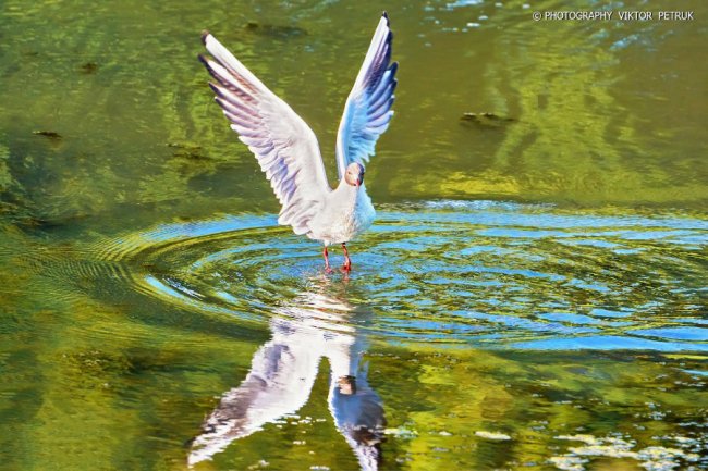 Луцький фотограф опублікував неймовірні світлини до Дня рибалки. ФОТО