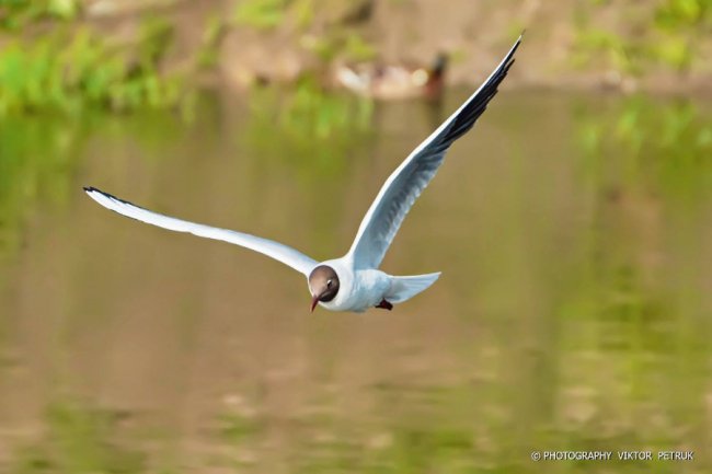 Луцький фотограф опублікував неймовірні світлини до Дня рибалки. ФОТО