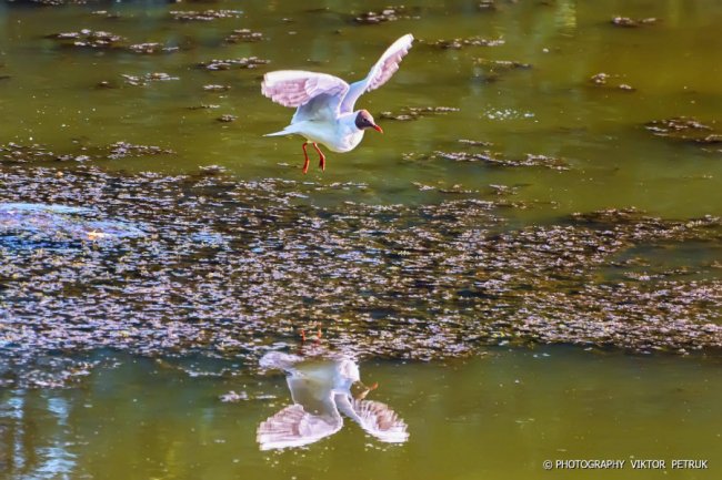 Луцький фотограф опублікував неймовірні світлини до Дня рибалки. ФОТО