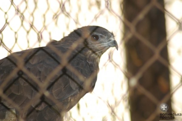 Як переживають спеку звірі в луцькому зоопарку. ФОТО