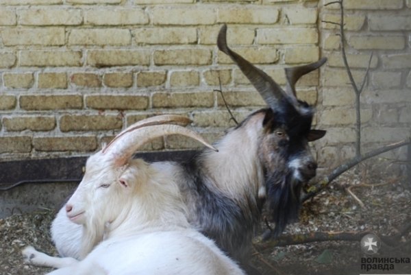 Як переживають спеку звірі в луцькому зоопарку. ФОТО