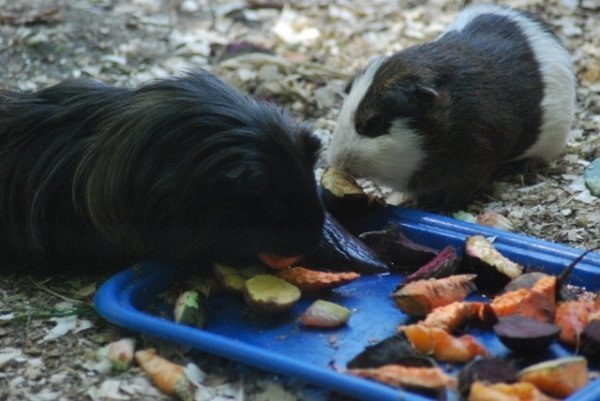 Як переживають спеку звірі в луцькому зоопарку. ФОТО