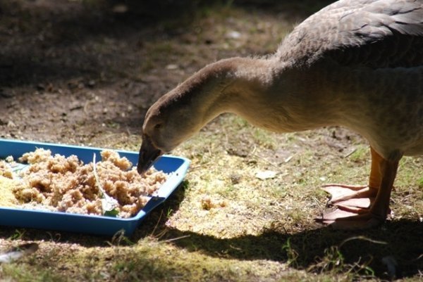 Як переживають спеку звірі в луцькому зоопарку. ФОТО