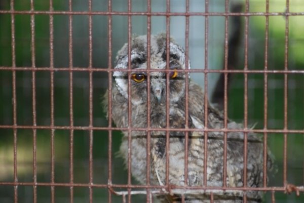 Як переживають спеку звірі в луцькому зоопарку. ФОТО