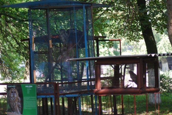 Як переживають спеку звірі в луцькому зоопарку. ФОТО