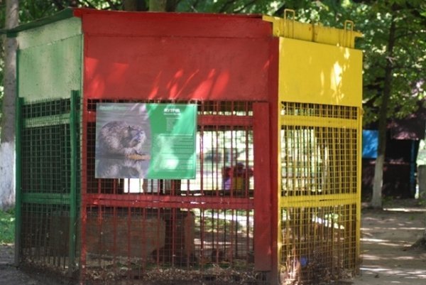 Як переживають спеку звірі в луцькому зоопарку. ФОТО