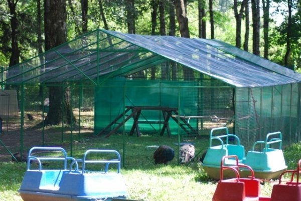 Як переживають спеку звірі в луцькому зоопарку. ФОТО