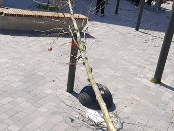 У центрі Луцька водійка знесла дерево. ВІДЕО