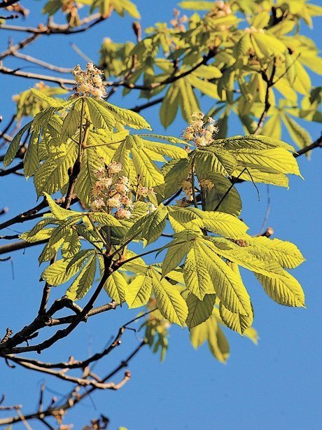 У Луцьку цвітуть каштани. ФОТО