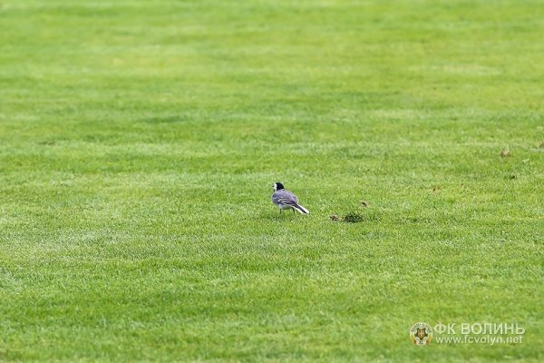 «Авангард» без вболівальників. ФОТО