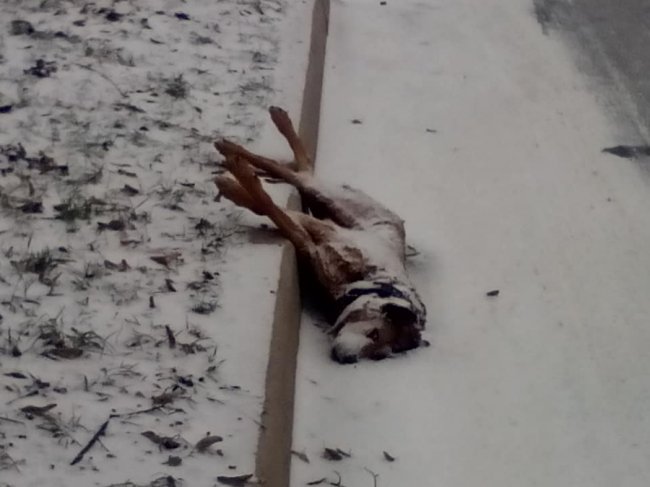 У Ковелі чотири дні не прибирають труп собаки. ФОТО 18+