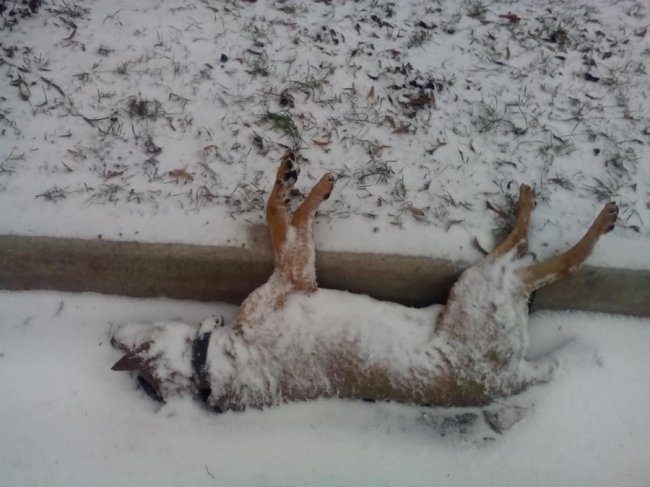 У Ковелі чотири дні не прибирають труп собаки. ФОТО 18+