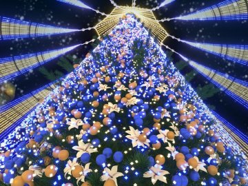 У Києві таки встановлять головну ялинку країни: якою вона буде. ФОТО