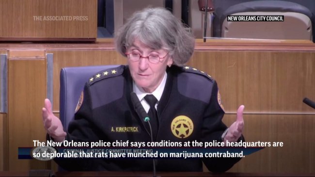 «Вони всі під кайфом»: у США щури з’їли марихуану в управлінні поліції