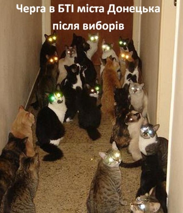 Бабуся і кіт: фотожабоманія триває. ФОТО