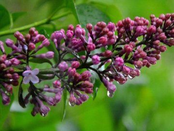 Погода у Луцьку та Волинській області на завтра, 7 травня