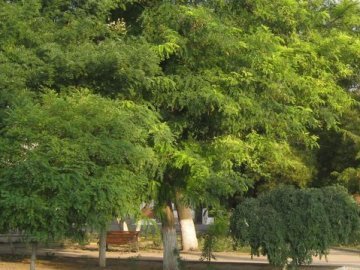 У Луцьку обіцяють посадити більше зелені, ніж зрізати