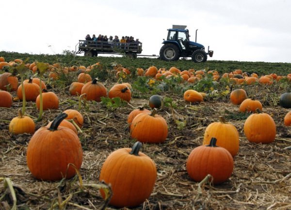 3. Урожай. Пенсільванія, 4 жовтня 2014. (Фото AP Photo | Keith Srakocic):