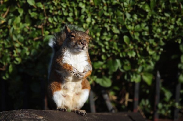 5. Задоволена білка в королівському Риджентс-парку в Лондоні, Англія. Як видно по задньому фоту, погода тут сильно відрізняється від більшості місць в Україні, адже на дворі було 21 жовтня 2014. (Фото Dan Kitwood | Getty Images):