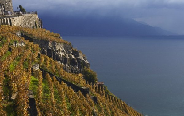 6. Виноградна лоза. Лозанна, Швейцарія, 22 жовтня 2014. (Фото Reuters | Denis Balibouse):