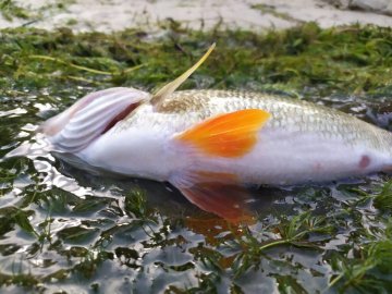 Екологи назвали причину масового мору риби у Луцьку