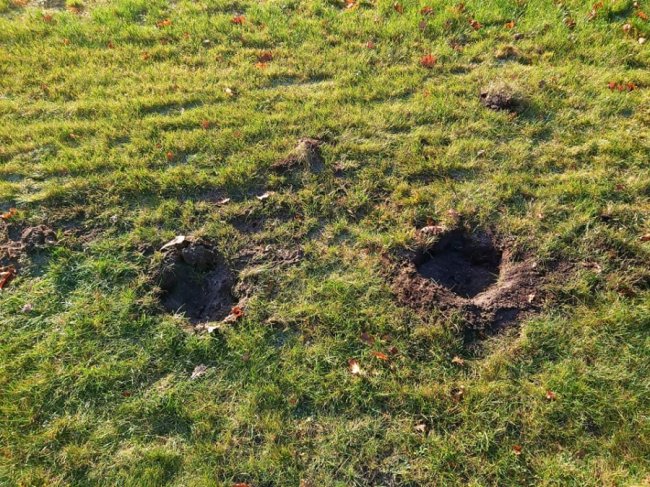 У лісництві на Волині вандали з корінням вирвали і викрали молоді деревця. ФОТО