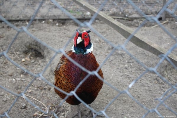 Луцький зоопарк відкрив новий сезон. ФОТО