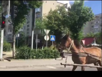 У Луцьку серед проспекту їздила кінна підвода. КУРЙОЗ