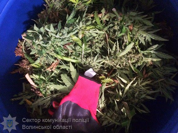 На Волині спинили авто з 10-ма кілограмами марихуани «на борту»