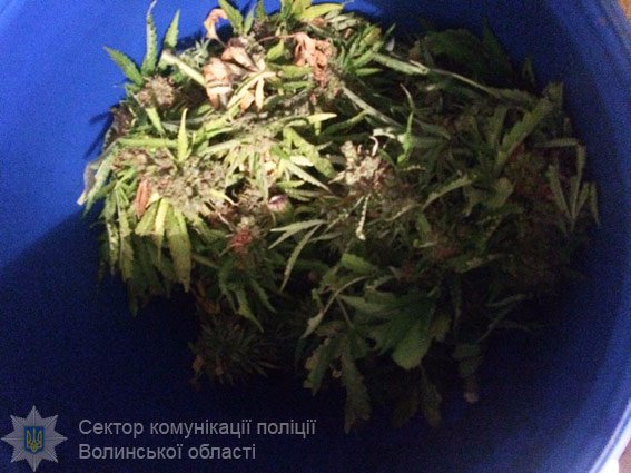 На Волині спинили авто з 10-ма кілограмами марихуани «на борту»