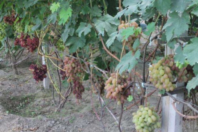 Фермер з Волині вирощує 57 сортів винограду у теплицях