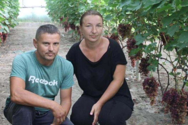 Фермер з Волині вирощує 57 сортів винограду у теплицях