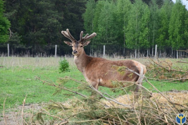 Як на Волині розводять оленів. ФОТО