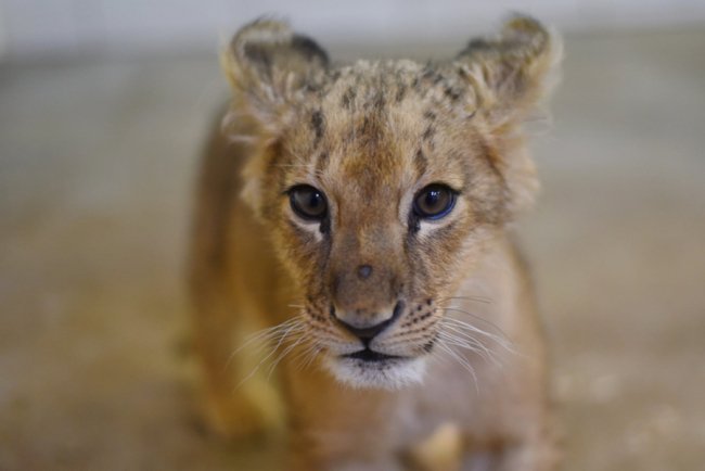 Попередньому власнику її подарували: у Луцькому зоопарку замешкала левичка Лана. ФОТО 