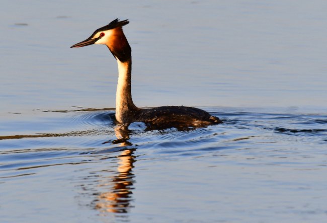 На Волині влаштували «пернате» фотополювання