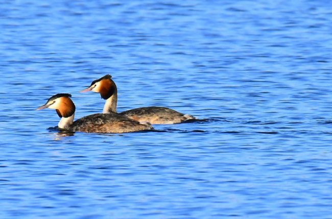 На Волині влаштували «пернате» фотополювання