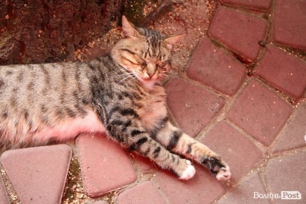 Володимир-Волинський напередодні свого свята. ФОТОРЕПОРТАЖ