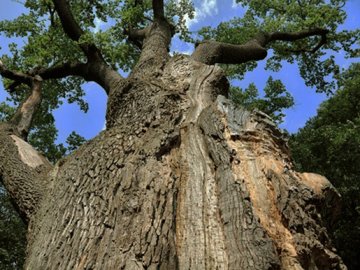 На Волині крадії вночі позрізали 100-літні дуби