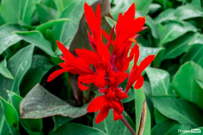 Барвиста краса: літній Луцьк потопає у квітах. ФОТО