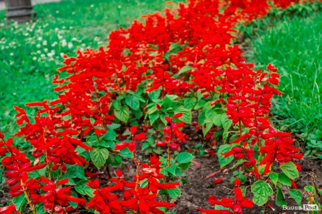 Барвиста краса: літній Луцьк потопає у квітах. ФОТО