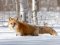 На Волині задля збереження корисних у фауні тварин регулюють чисельність лисиць