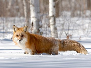 На Волині задля збереження корисних у фауні тварин регулюють чисельність лисиць