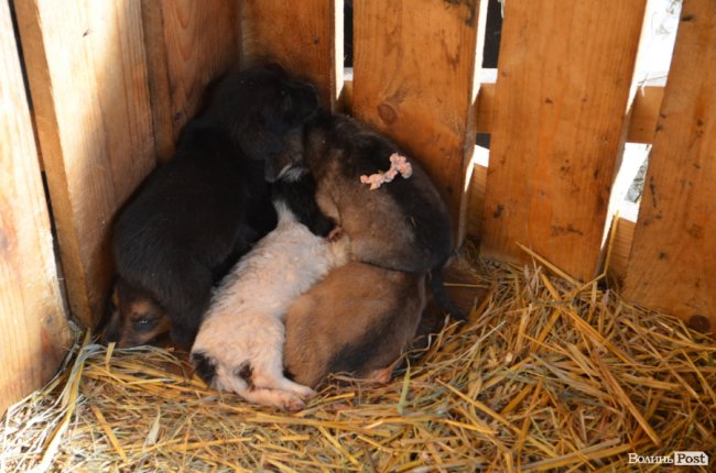 Показали умови, у яких живуть тварини в луцькій «Ласці». ФОТО