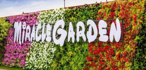 Неймовірної краси кольоровий диво-сад. ФОТО