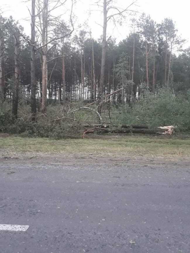 У волинському селищі негода вирвала дерева із землі. ФОТО