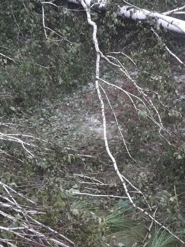 У волинському селищі негода вирвала дерева із землі. ФОТО