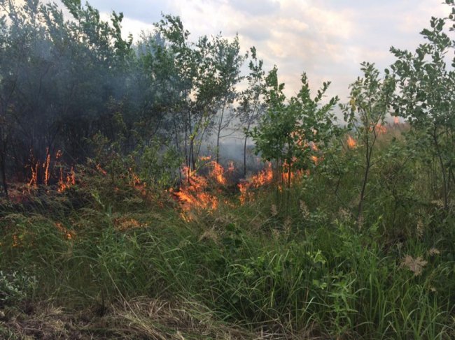 Через паліїв сміття на Волині вигоріло три гектари поля