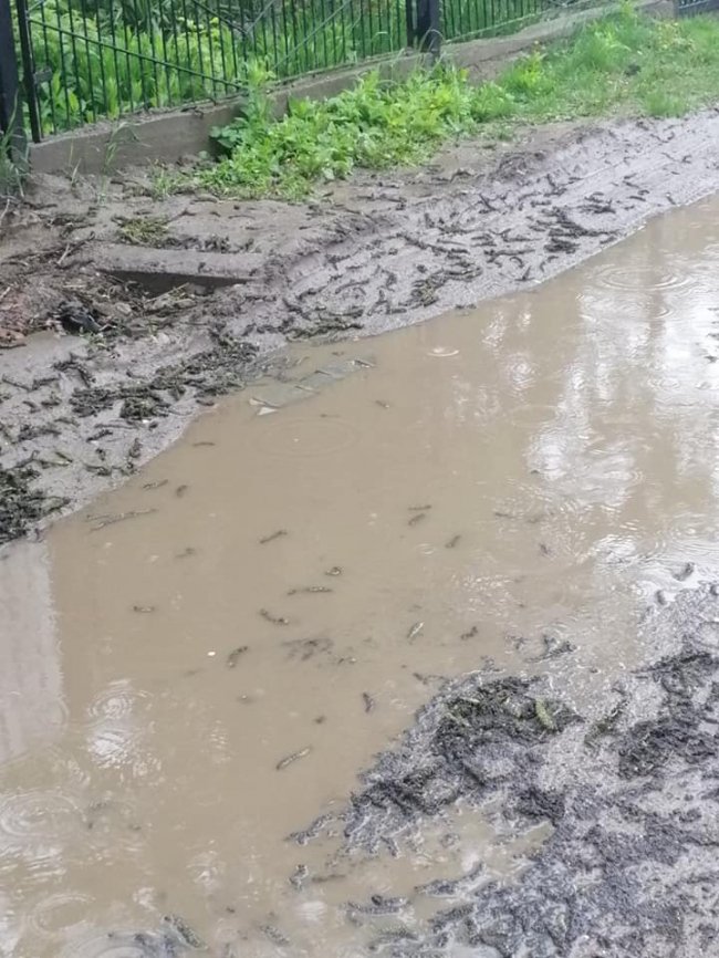 Лучанка показала, як після дощу виглядає вулиця, яку не так давно відремонтували. ФОТО