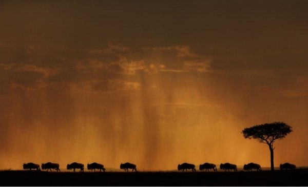 Міграція. Кенія. Автор: Jasminder Oberoi